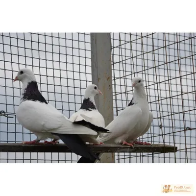 Лёт»: наш спецпроект про голубятни Минска. Эта часть – про голубятника  Александра «Морду» Шиматкова - CityDog.io