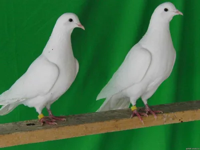 Бакинские голуби. О сайте