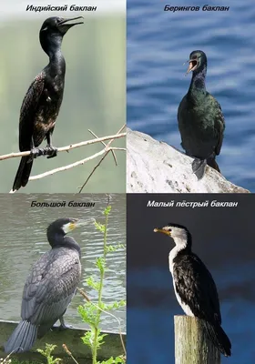 Птица баклан - виды, где обитает, питание, описание образа жизни и  размножение