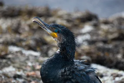 Phalacrocorax carbo или Большой баклан — Фото №214755 — Russian Traveler