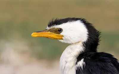 Как бакланы видят под водой и для чего они стонут | Птица дома | Дзен