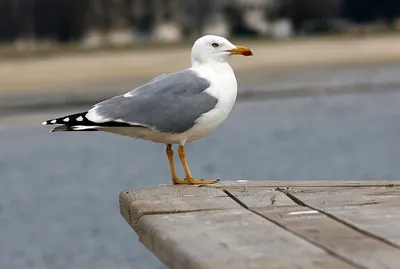 Баклан птица белый - 62 фото: смотреть онлайн