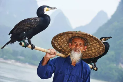 Рыбный дух: почему китайские бакланы едят только мелочь | Фотогалереи |  Известия