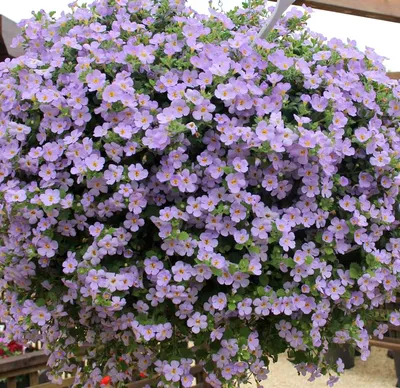 Бакопа (сутера) Scopia Gulliver Blue декоративное растение, Цветы для  балкона