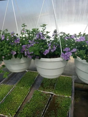 Бакопа - простые способы выращивания здорового растения своими руками (155  фото + видео)