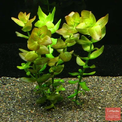 Бакопа монье (Bacopa monnieri) — описание, выращивание, фото | на  LePlants.ru