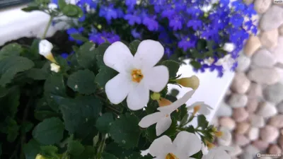 Бакопа ампельная (сутера) Bacopa speciosa 'Snowflake' - «Бакопа - самые  лестные отзывы. Балконное ампельное растение. Есть фото, посадка и уход,  неприхотливое, для подвесных кашпо.» | отзывы