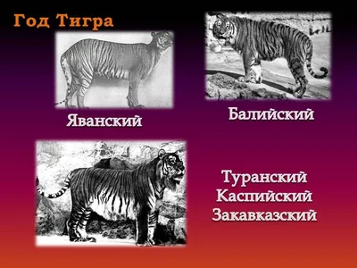 Сохраним Амурских тигров! Социальная реклама WWF