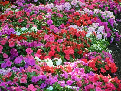 Бальзамин – комнатный и садовый, сорта бальзамина, фото | Любимые цветы