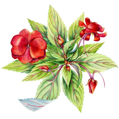Иллюстрация Бальзамин в стиле живопись | Illustrators.ru | Botanical flower  art, Botanical painting, Digital flowers