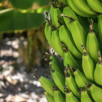 Незрелые бананы снижают риск развития смертельной болезни - 14.08.2022,  Sputnik Кыргызстан