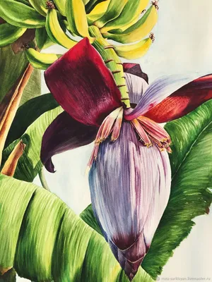 Цветок банана. Акварельная картина – заказать на Ярмарке Мастеров – KPR3YRU  | Картины, Чита