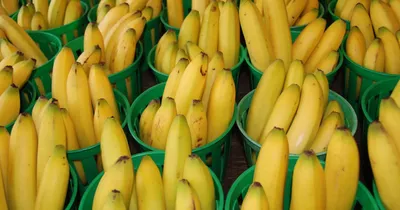 Haber7 (Турция): в чем польза банана? Как банан используется для ухода за  кожей? | 07.10.2022, ИноСМИ
