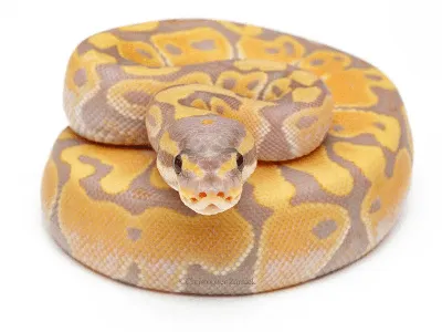 Банановая змея фото