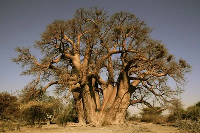 Баобаб – дерево и древесина – Adansonia digitata