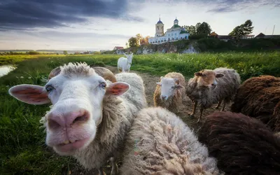 Обои на рабочий стол Овцы, идущие по дороге на пастбище, неподалеку от  православного храма, фотограф Станислав Аристов, обои для рабочего стола,  скачать обои, обои бесплатно