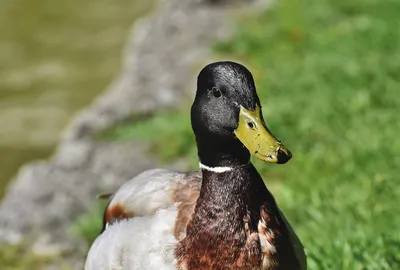 ФотоБлог Торгачкин Игорь Петрович © Igor Torgachkin: Мускусная утка /  Cairina moschata