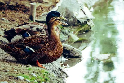 Файл:Muscovy Duck - Cairina moschata.jpg — Википедия