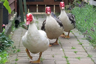 ФотоБлог Торгачкин Игорь Петрович © Igor Torgachkin: Мускусная утка /  Cairina moschata / Muscovy Duck