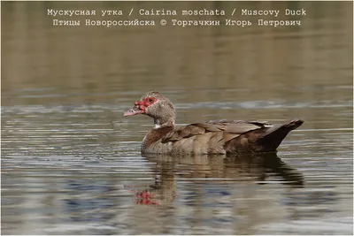 Индоутка, или барбарийская утка – фото и описание породы