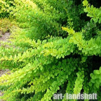 ☆Барбарис Тунберга Green Carpet☆ купить в Екатеринбурге | «Арт-Ландшафт»