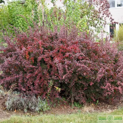 Барбарис Тунберга «Атропурпуреа» (Berberis thunbergii «Atropurpurea»)  купить для ландшафтного дизайна в Москве