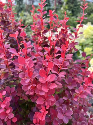 Барбарис Тунберга Орандж Рокет (Berberis thunbergii Orange Rocket) недорого  - Зелёная Гавань