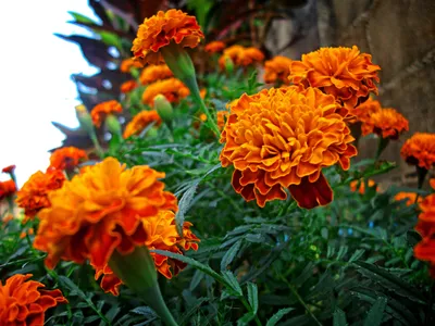 Цветы бархатцы - 40 фото