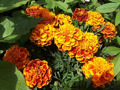Картинки оранжевые Цветы Бархатцы