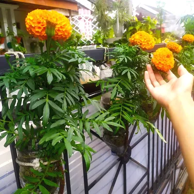 Красивые цветы бархатцы своими руками (4 фото). Идея для дачи - Фазенда