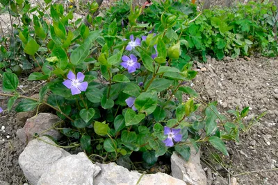 Барвинок малый (Vinca minor) — путеводитель по отдыху в Крыму