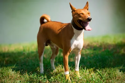 Собака басенджи: описание, характеристика породы