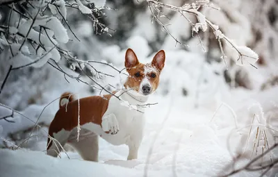 Обои зима, взгляд, снег, ветки, собака, Наталия Поникарова, Африканская  нелающая собака, Басенджи картинки на рабочий стол, раздел собаки - скачать