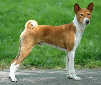 Басенджи - красивые фото, как выглядят щенки и взрослые особи собак породы  Басенджи. Галерея. » Дикая граница