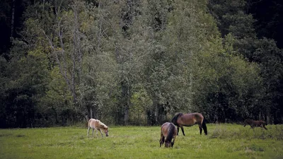 Почему Башкирии важно развивать местную породу лошадей