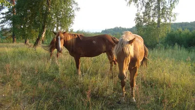 Башкирская лошадь.