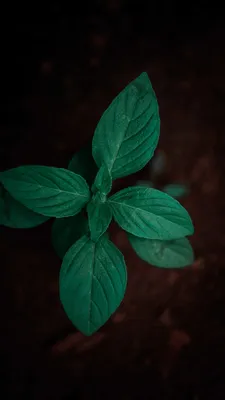 Обои базилик, цветок, растение, рассада, зеленый на телефон Android,  1080x1920 картинки и фото бесплатно