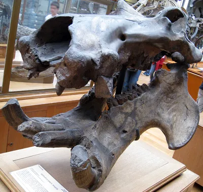 Гигантский бегемот — Википедия