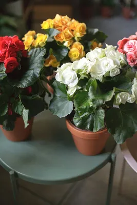 Бегония (Begonia) 40 см по выгодной цене в Минске, купить Цветущие  комнатные растения с доставкой в интернет-магазине Cvetok.by