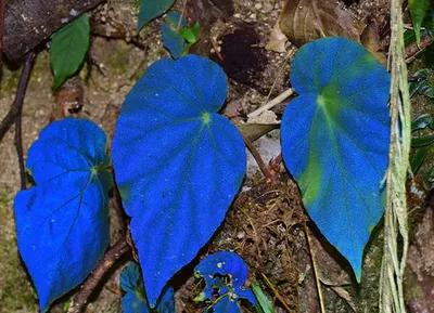 Бегония павлинья: синие светящиеся листья | Шарлотка из науки | Дзен