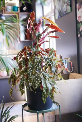 Бегония Макулата (Begonia Maculata) 110 см по выгодной цене в Минске,  купить Декоративно-лиственные растения с доставкой в интернет-магазине  Cvetok.by