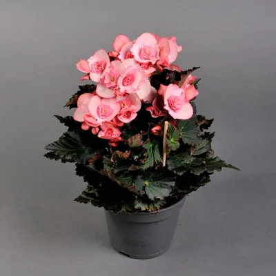 Цветок Бегония в ассортименте от компании Camellia