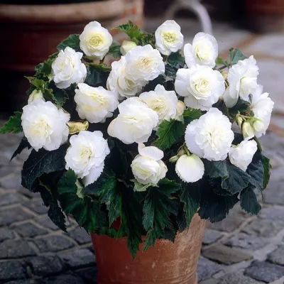 Бегония клубневая Нон Стоп Уайт (Begonia tuberhybrida Non-Stop White)  купить в интернет магазине Zakazvsad.ru, посмотреть фото и описание
