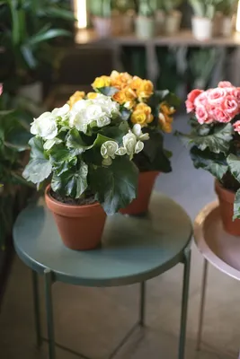 Бегония (Begonia) 40 см по выгодной цене в Минске, купить Цветущие  комнатные растения с доставкой в интернет-магазине Cvetok.by