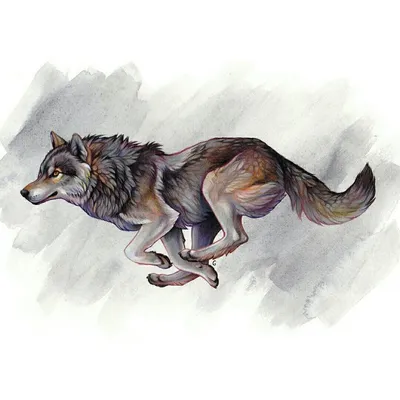 Бегущий волк фото