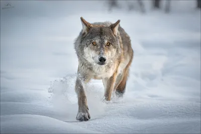 волк бежит по снегу | Beautiful wolves, Wolf running, Animals wild