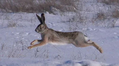 Running hares in slow motion / Бегущие зайцы в замедленной съёмке - YouTube