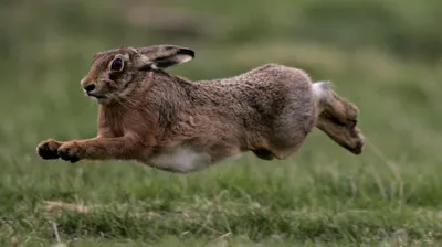 Ученые выяснили, что помогает зайцам спасаться от хищников - Индикатор