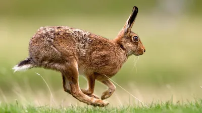 дикий европейский кролик бегает в гравии Стоковое Фото - изображение  насчитывающей родн, уровень: 239834394