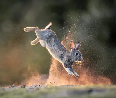 Картинка бегущий заяц ❤ для срисовки